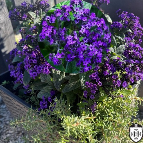 Heliotropium arborescens 'Nautilus® Blue' - Harilik heliotroop 'Nautilus® Blue' P9/0,55L